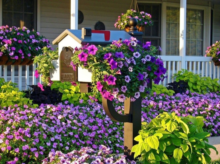 Петуния и лобелия