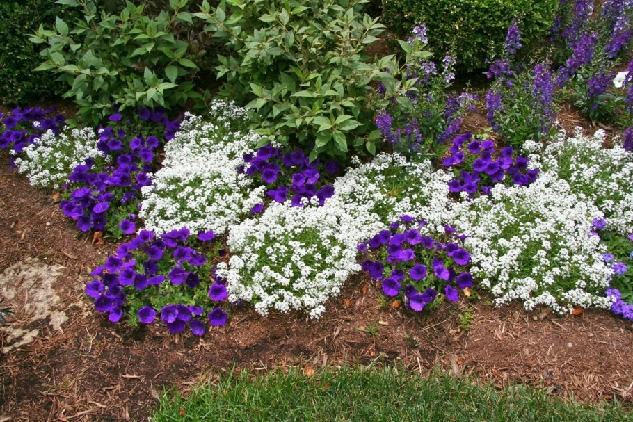 Петунии, лобелия, алиссум