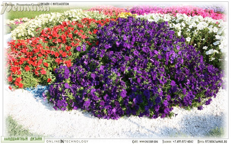 Лобелия бордюрная