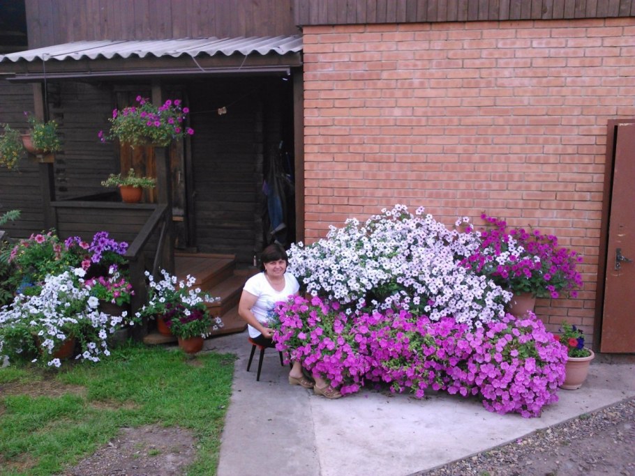 Флоксы и петунии