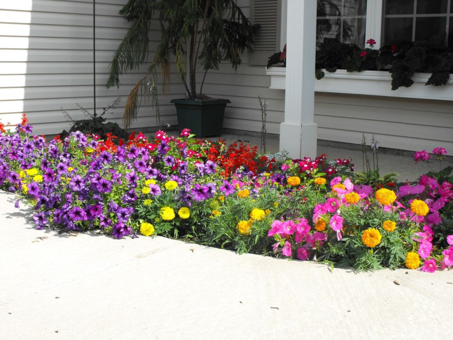 Клумба бегония бархатцы и петуния