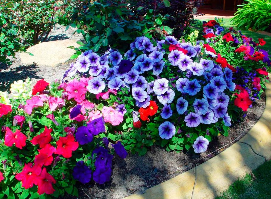 Моноклумба петуния