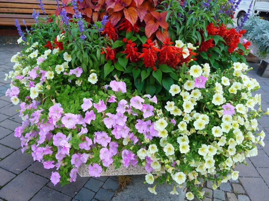 Желтая звезда петуния ампельная