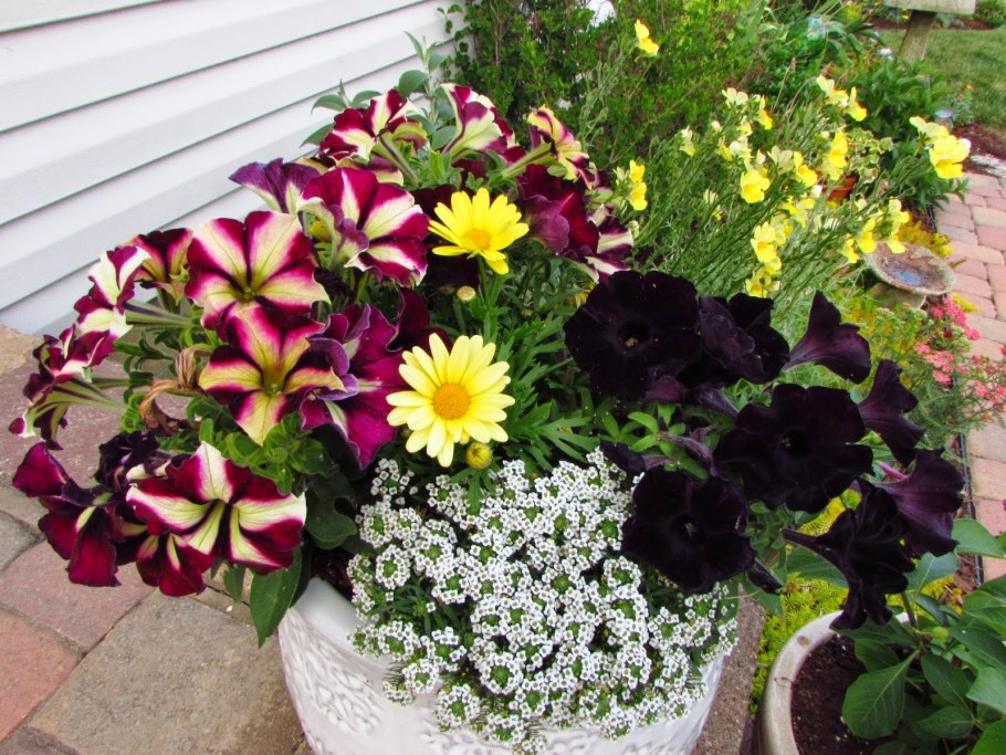 Петунии, лобелия, алиссум