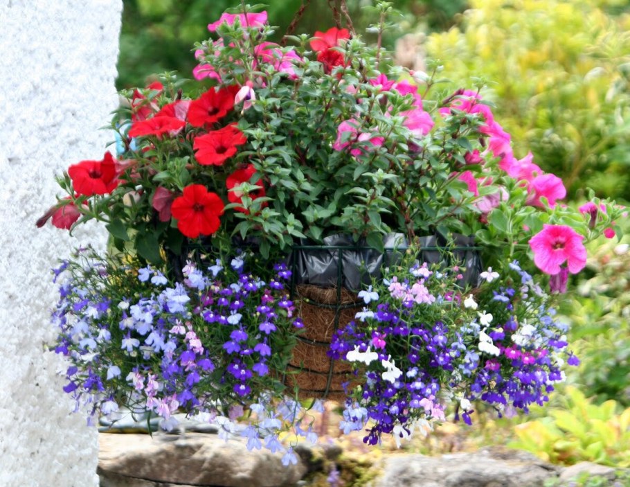 Лобелия бордюрная