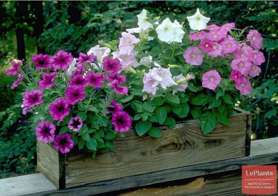 Петуния Ивнинг сенсейшен