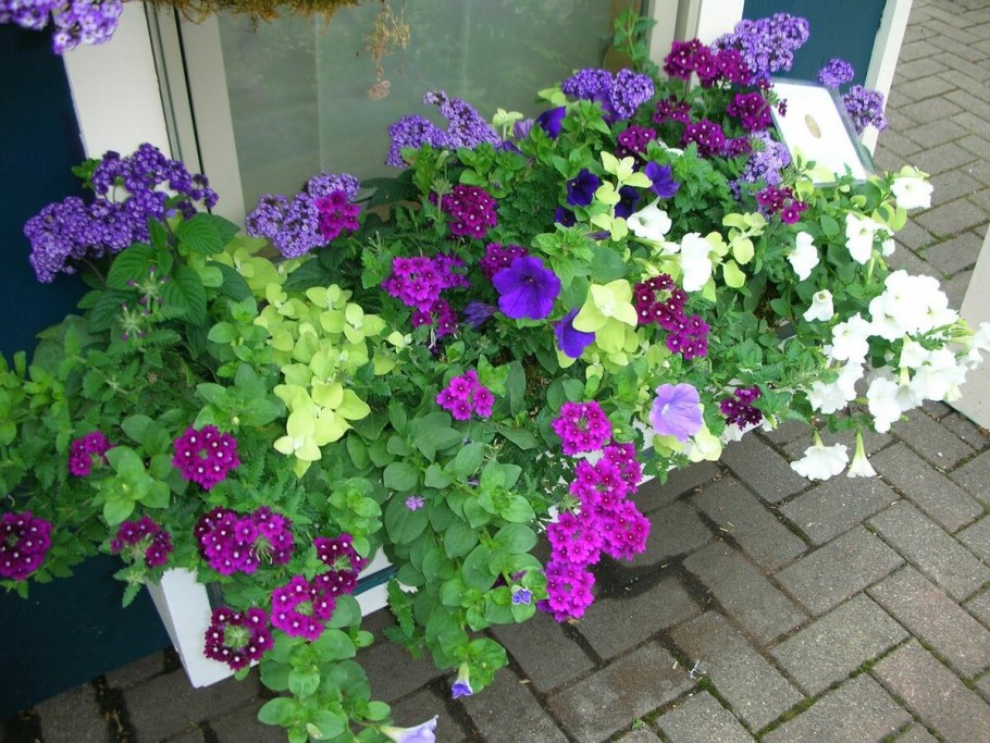 Петунии, лобелия, алиссум