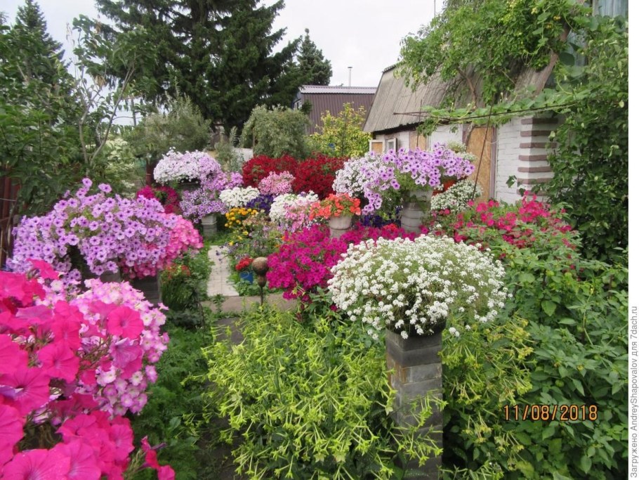 Петуния сочетание цветов