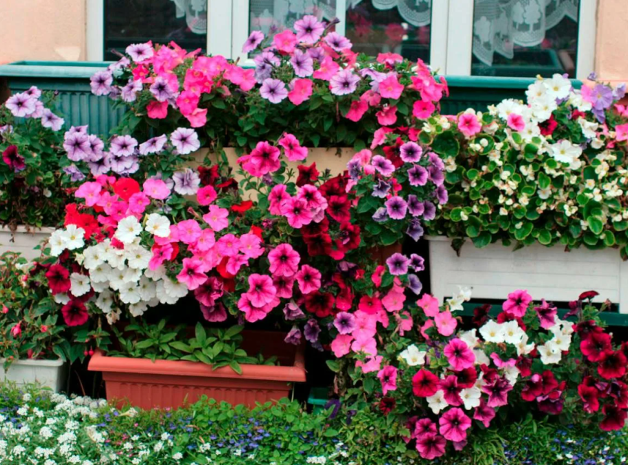 Петуния Яромнерже