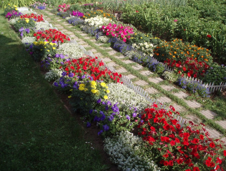 Колеус в рабатке