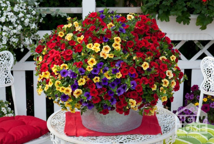 Бакопа калибрахоа и лобелия