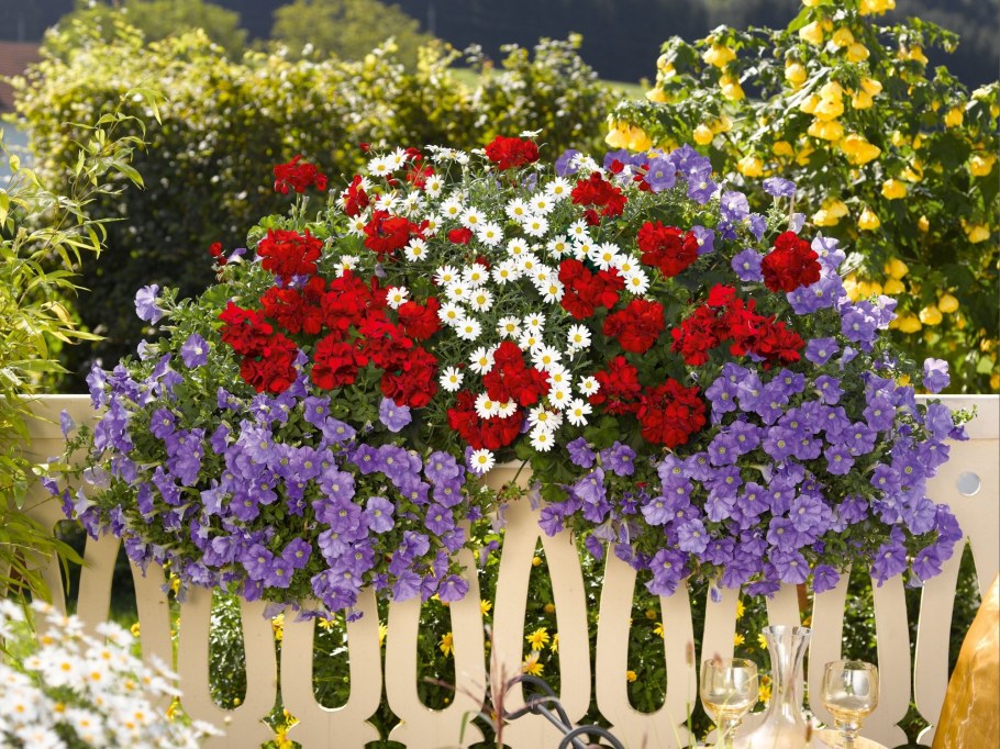 Клумба лобелия Вербена петуния