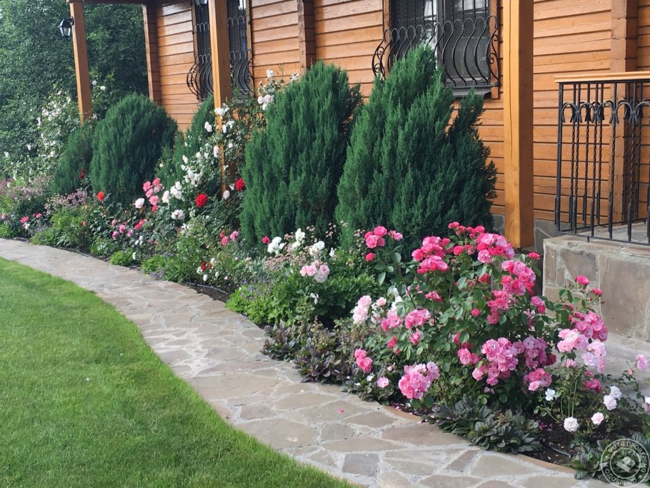 Миксбордер с туями и розами