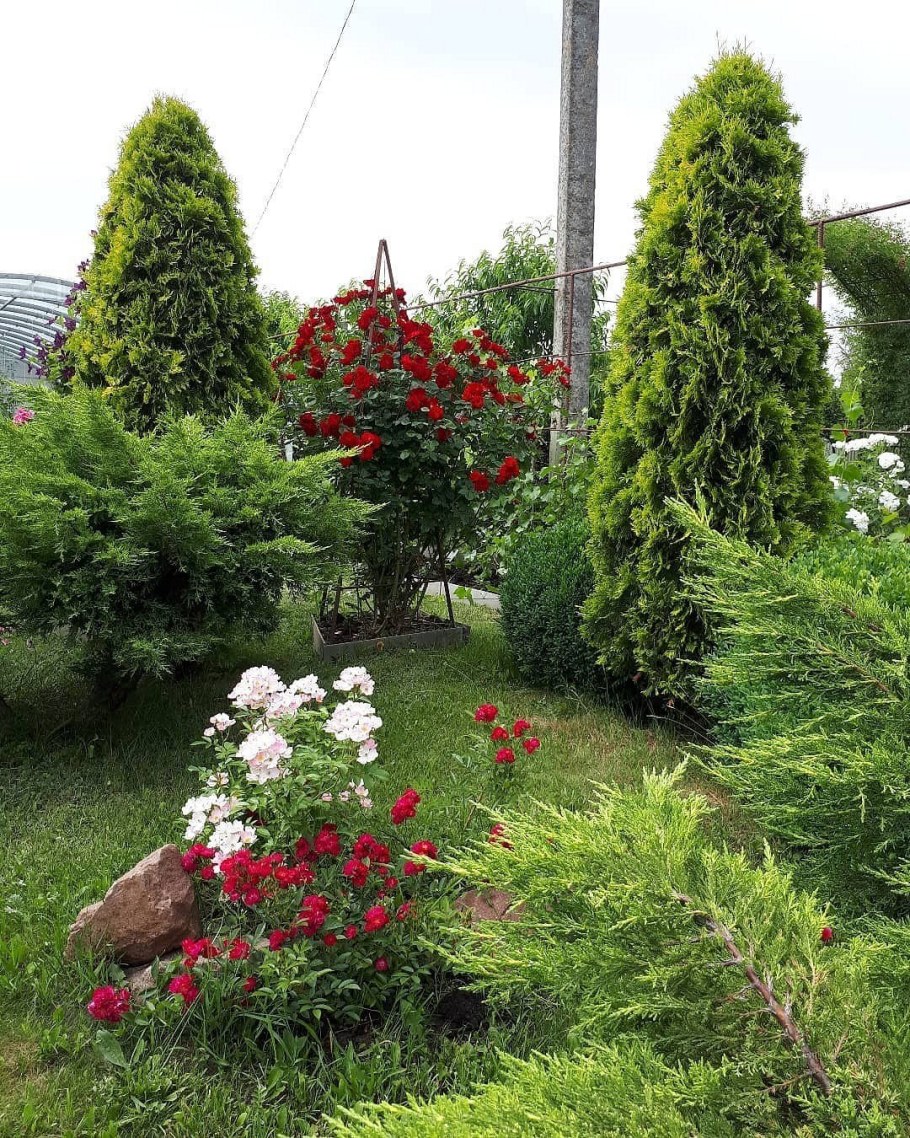 Красивые хвойные клумбы
