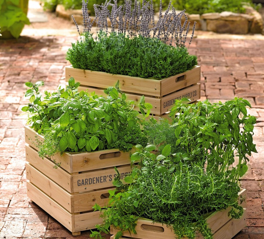 Огородик пряных трав