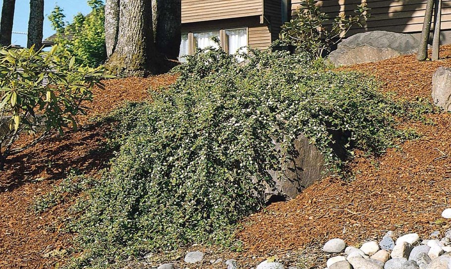 Кизильник Даммера 'Coral Beauty'