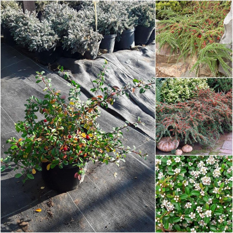 Кизильник Стокгольм