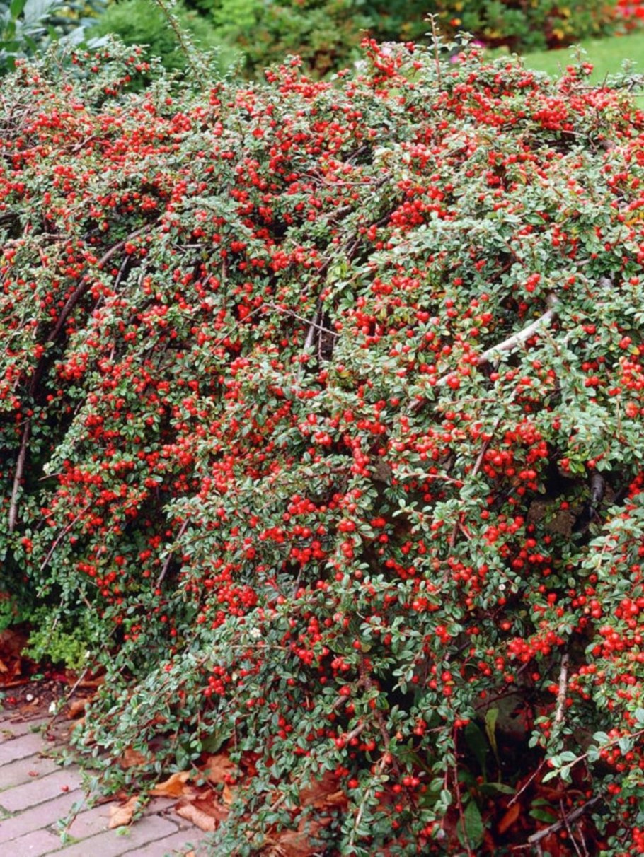 Кизильник Даммера