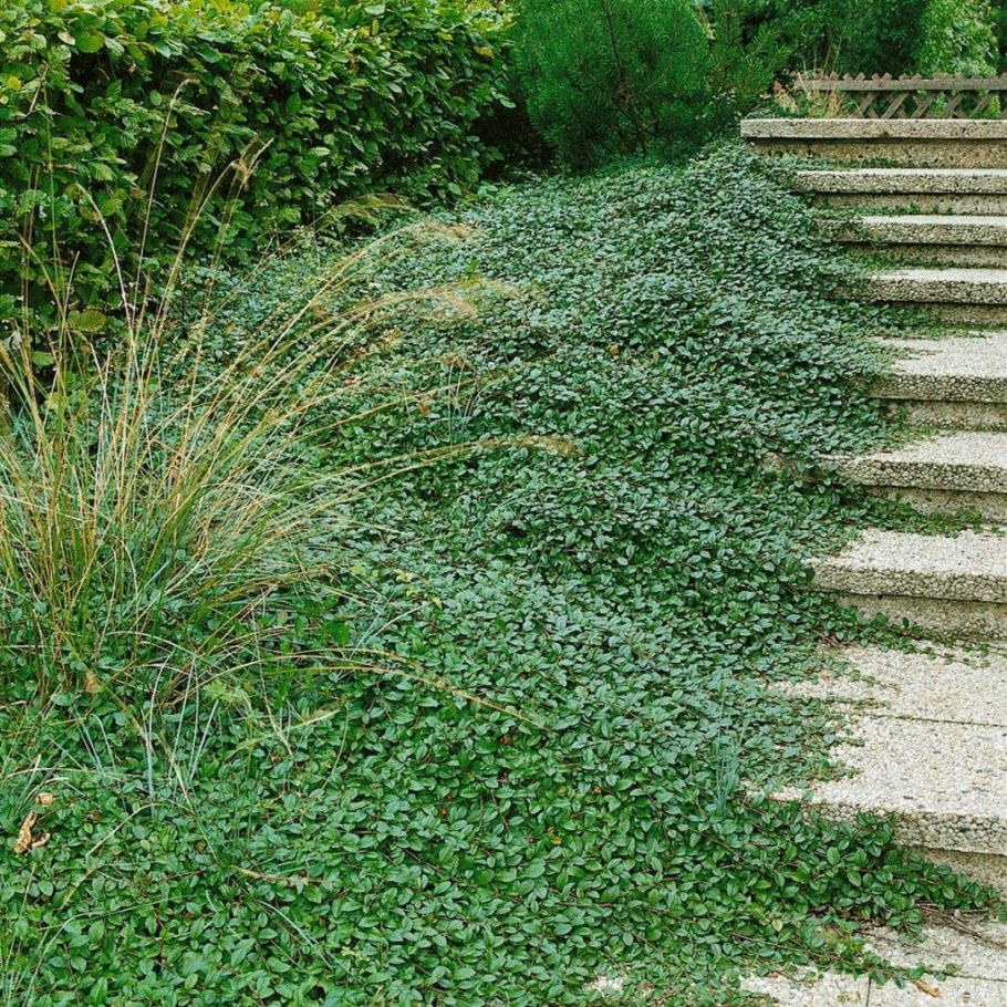 Кизильник Даммера майор