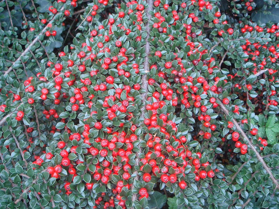 Кизильник Cotoneaster horizontalis