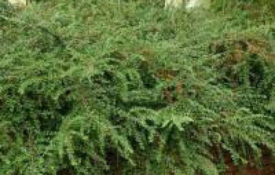 Кизильник гибридный