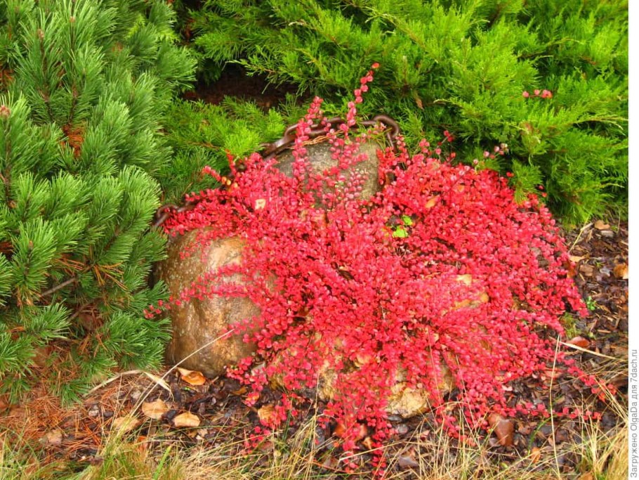 Кизильник в ландшафтном