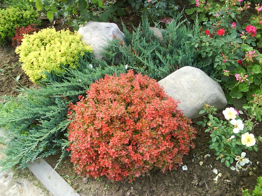 Барбарис Тунберга в рокарии