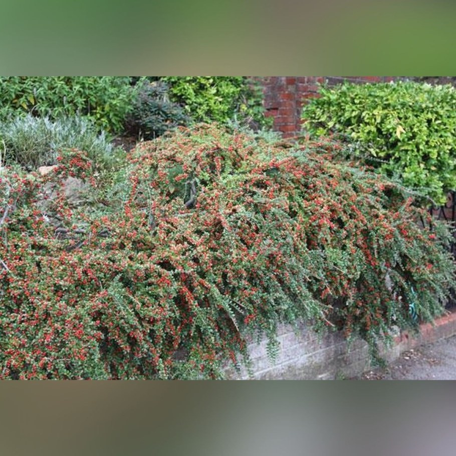 Кизильник гибридный Coral Beauty