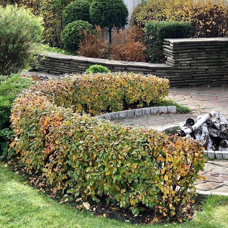 Кизильник блестящий Северный сад