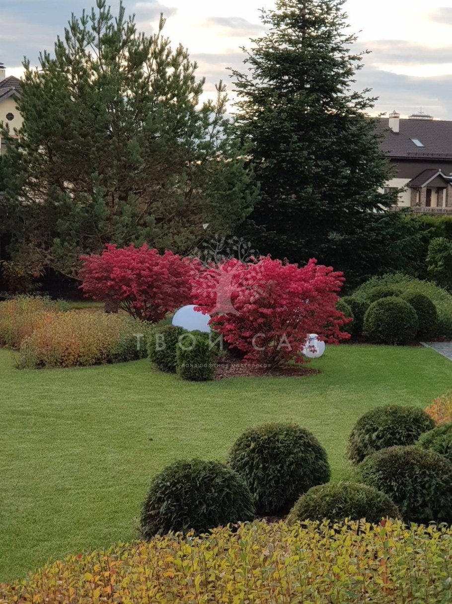 Кизильник блестящий бересклет