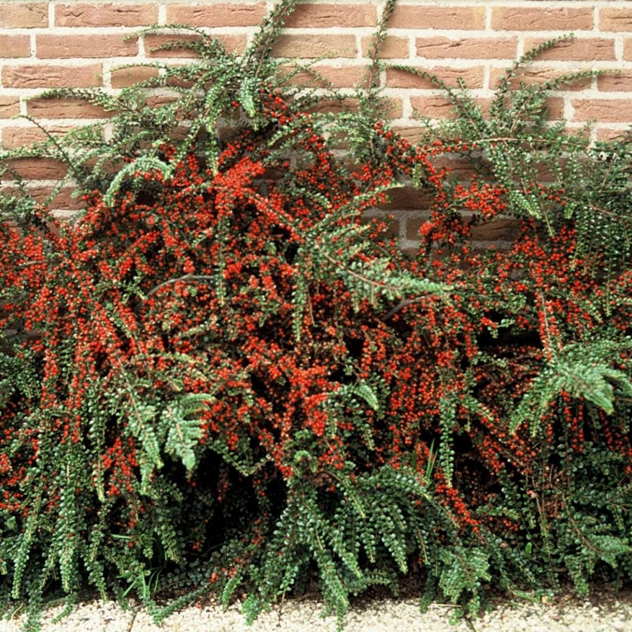 Кизильник Даммера 'Coral Beauty'