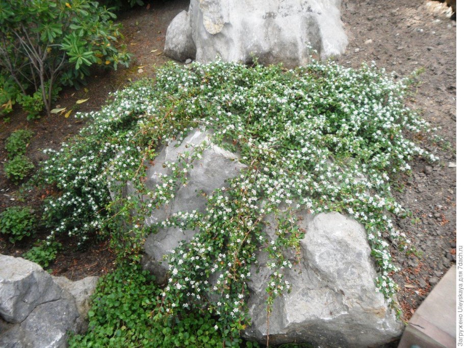 Кизильник Даммера Major в ландшафтном