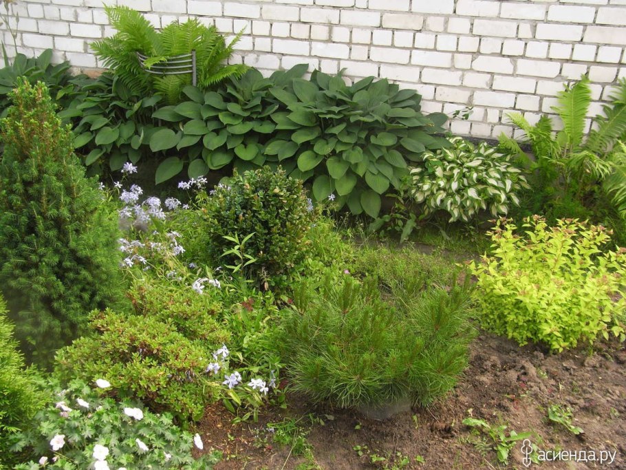 Миксбордер можжевельник Барбарис спирея