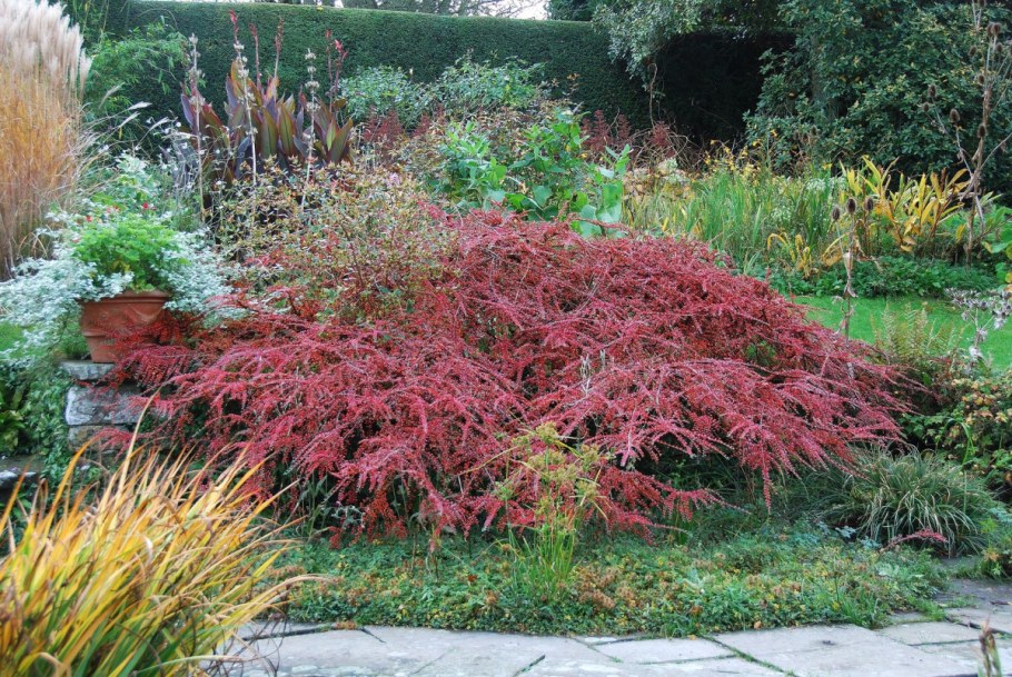 Кизильник Корал Бьюти