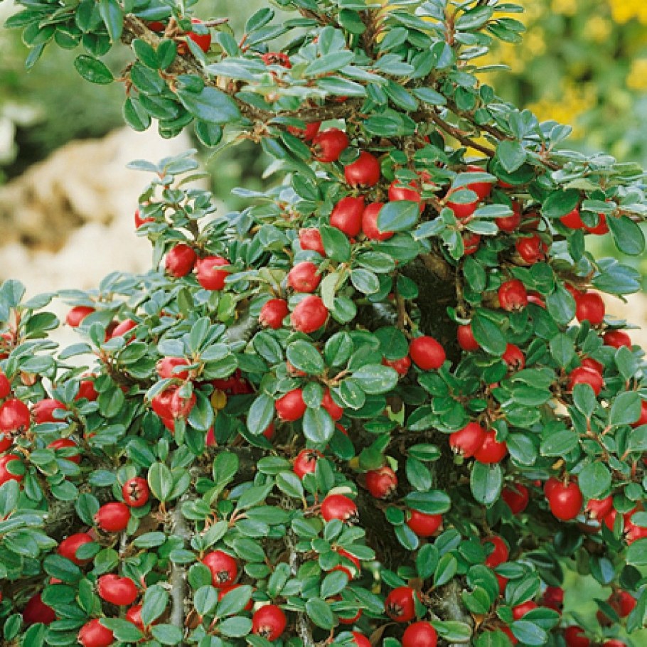 Кизильник Даммера 'Coral Beauty'