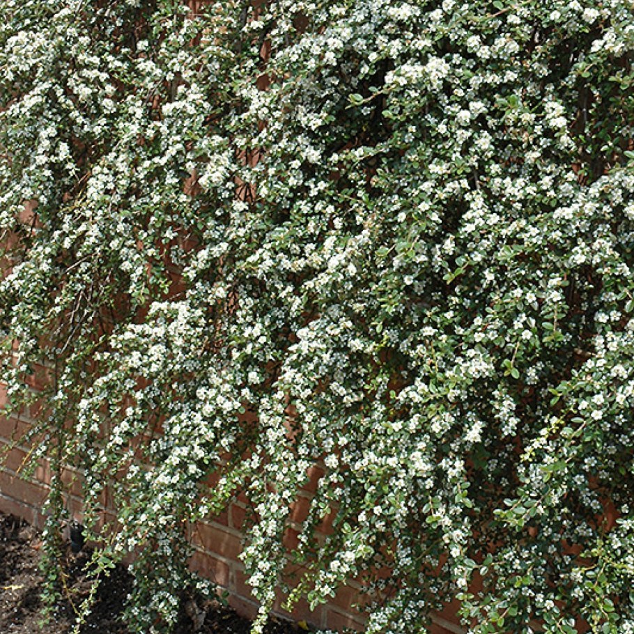 Кизильник Даммера