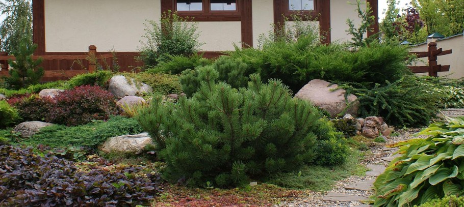 Можжевельник казацкий альпинарий