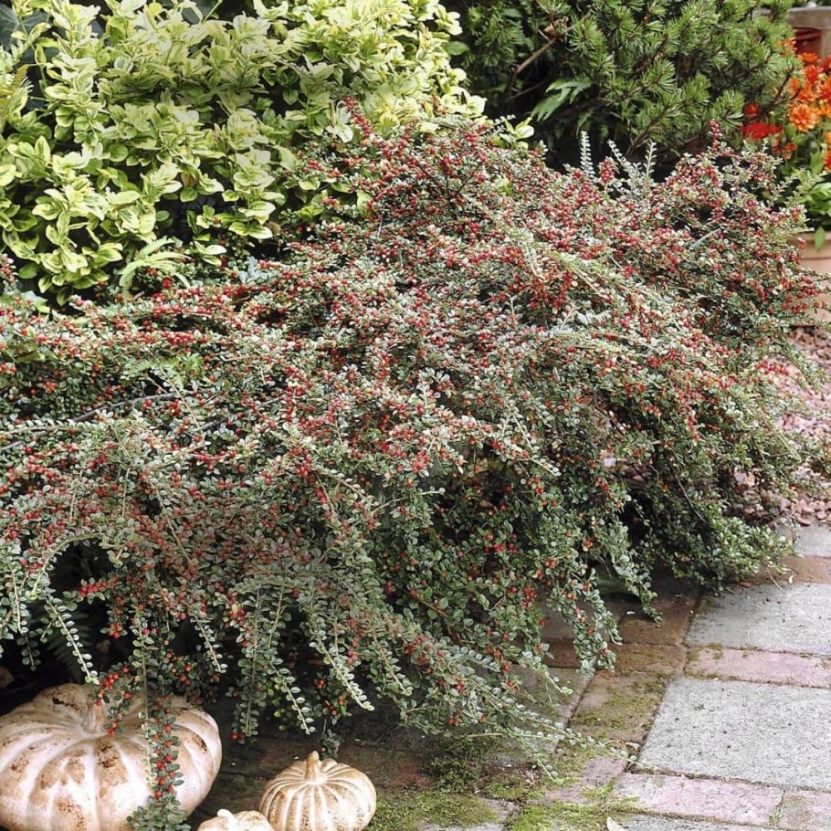 Кизильник стелющийся