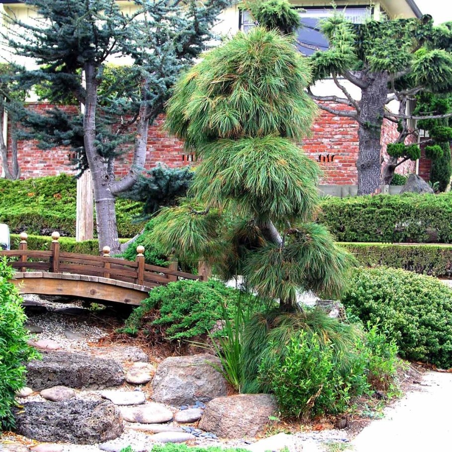 Кедр ливанский Пендула