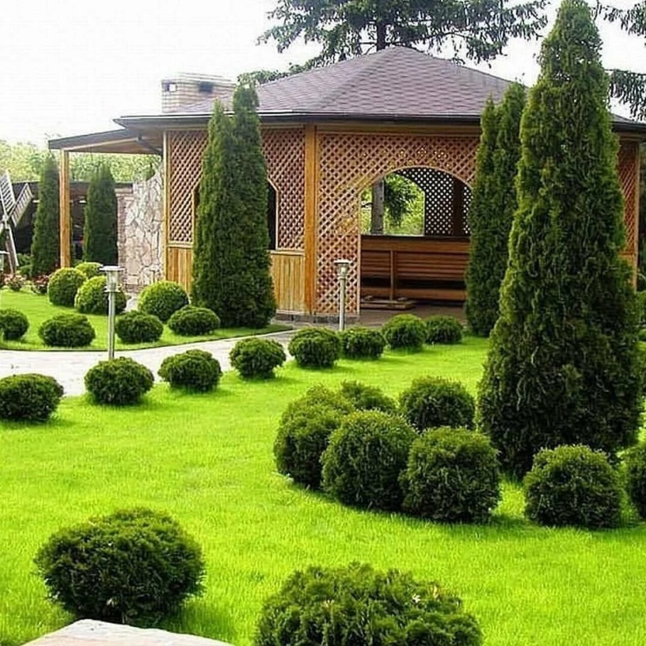 Туя Смарагд и Даника в ландшафте