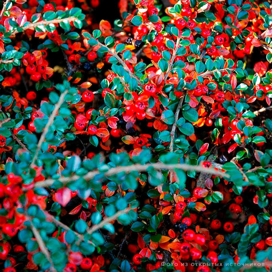 Кизильник киноварнокрасный