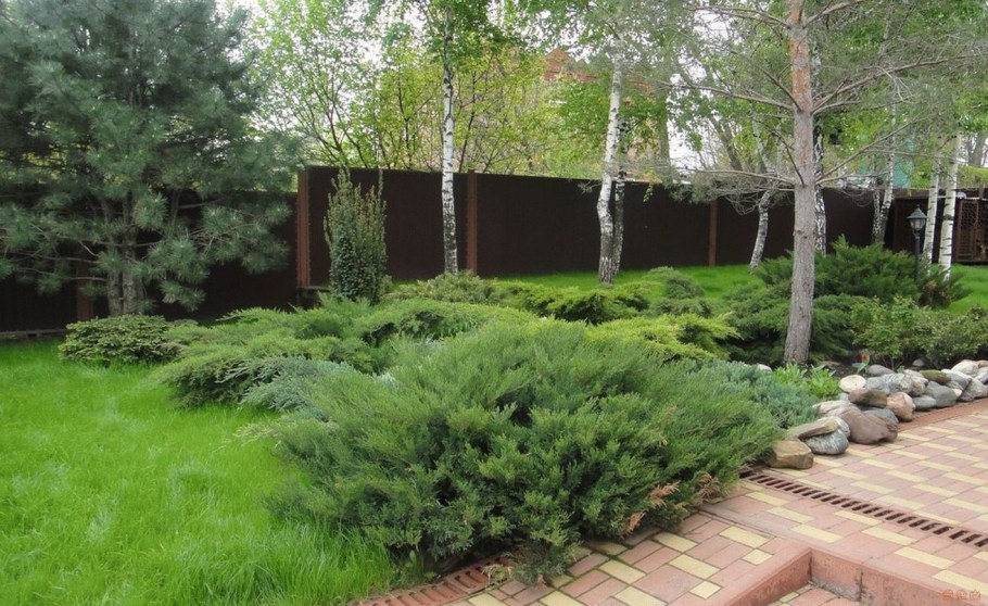 Деревья на участке