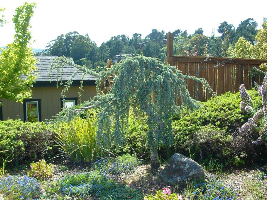 Кедр Атлантика Глаука