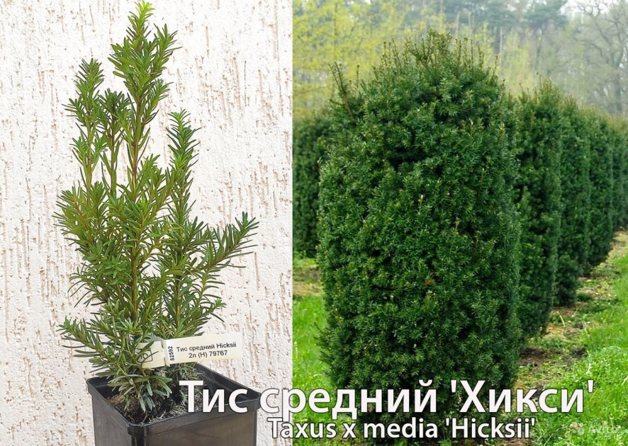 Тис средний Хикси (Taxus Media Hicksii)