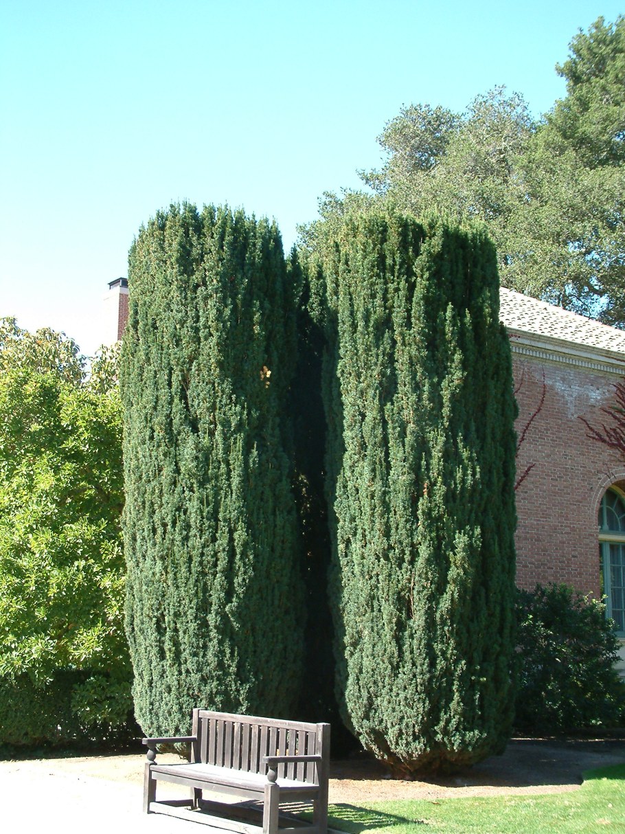 Тис Фастигиата