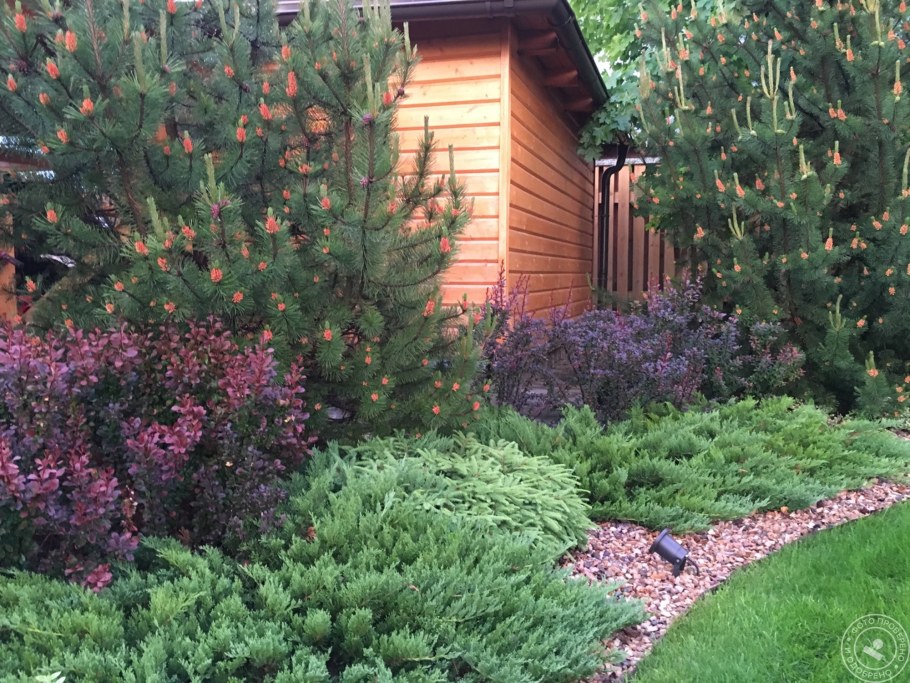 Туя Тунберга