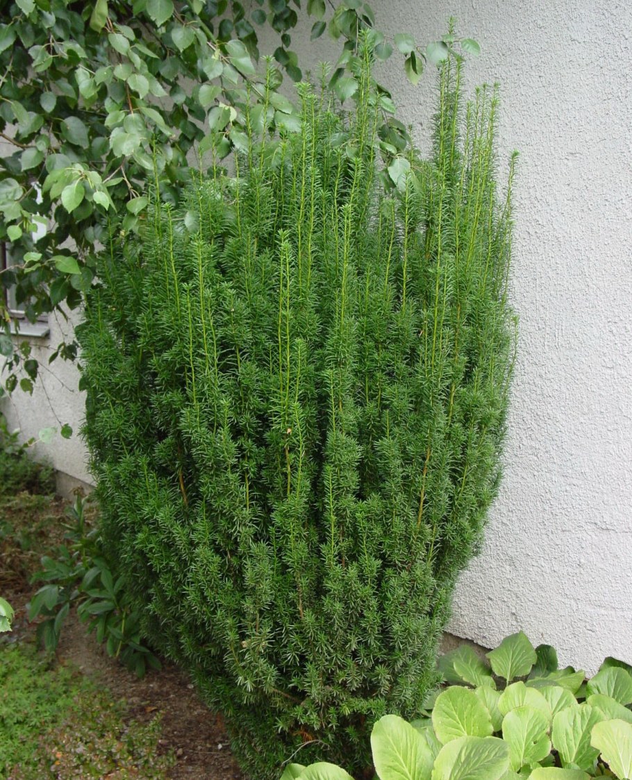 Тис средний Хикси