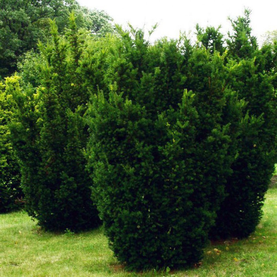 Тисс средний Хикси