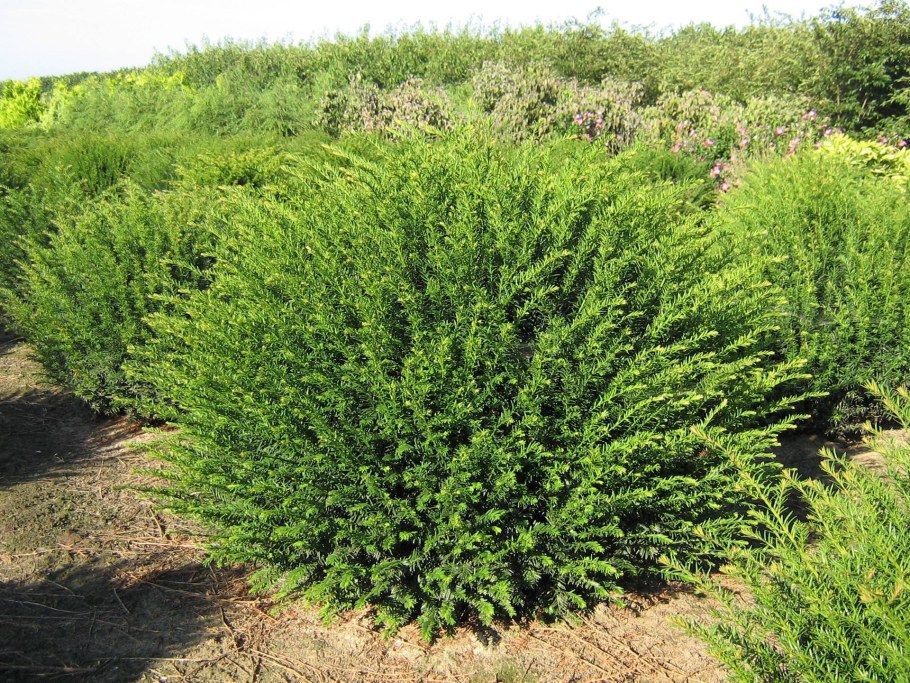 Элегантиссима (elegantissima) тис