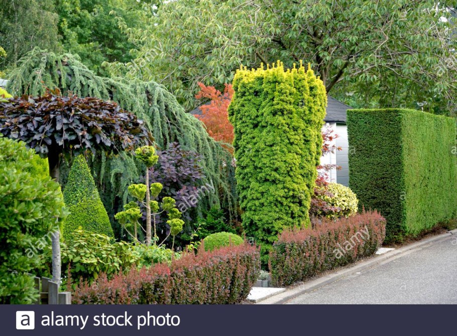 Тисс Фастигиата изгородь